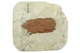 Fossil Leaf (Juglans) - Montana #262545-1